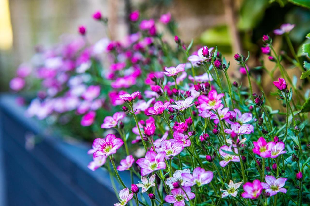 Buxton Centre Cosy Cottage With Free Secure Parking エクステリア 写真